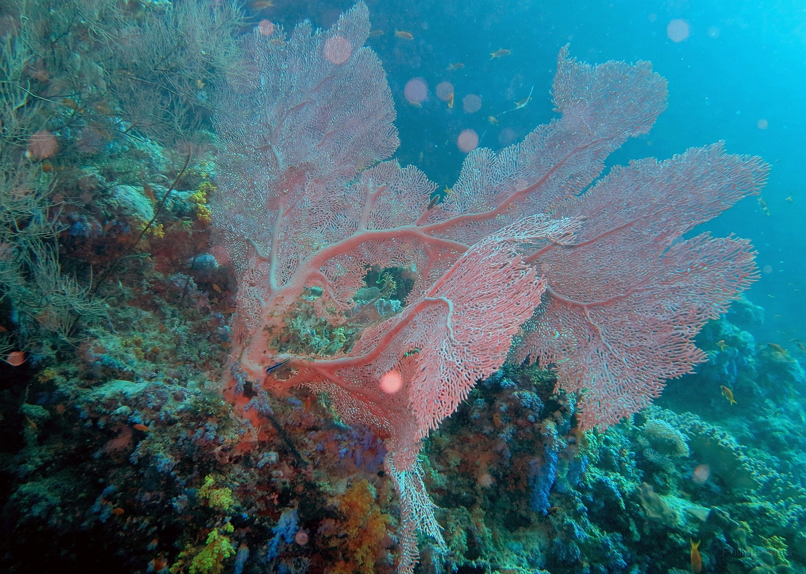 IMG_0274rf_Maldives_Madoogali_Plongee 2_Vihamaafaru_Gorgone_Subergorgia mollis.jpg
